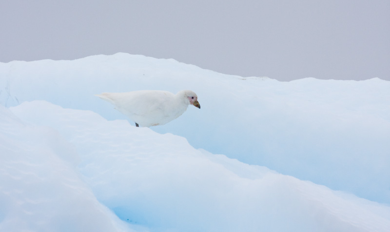Pale-Faced Sheathbill On Iceberg